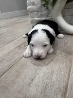 Panda, a female Sheepadoodle for sale in Higdon, AL – Photo 2 of 8