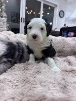 Panda, a female Sheepadoodle for sale in Higdon, AL – Photo 4 of 8