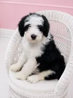 Lucy🩷Mini SheepaDoodle, a female Sheepadoodle for sale in Higdon, AL – 4 of 10