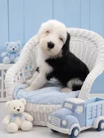 Jax💙, a male Old English Sheepdog and Poodle - Miniature  for sale in Higdon, AL – 3 of 10
