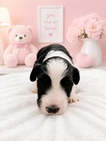 Trixie, a female Sheepadoodle for sale in Higdon, AL – 1 of 6