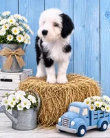Jax💙Mini SheepaDoodle, a male Sheepadoodle for sale in Higdon, AL – 5 of 10