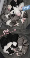 Willow, a female Sheepadoodle for sale in Higdon, AL – 9 of 10
