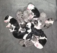Jax, a male Sheepadoodle for sale in Higdon, AL – 5 of 8