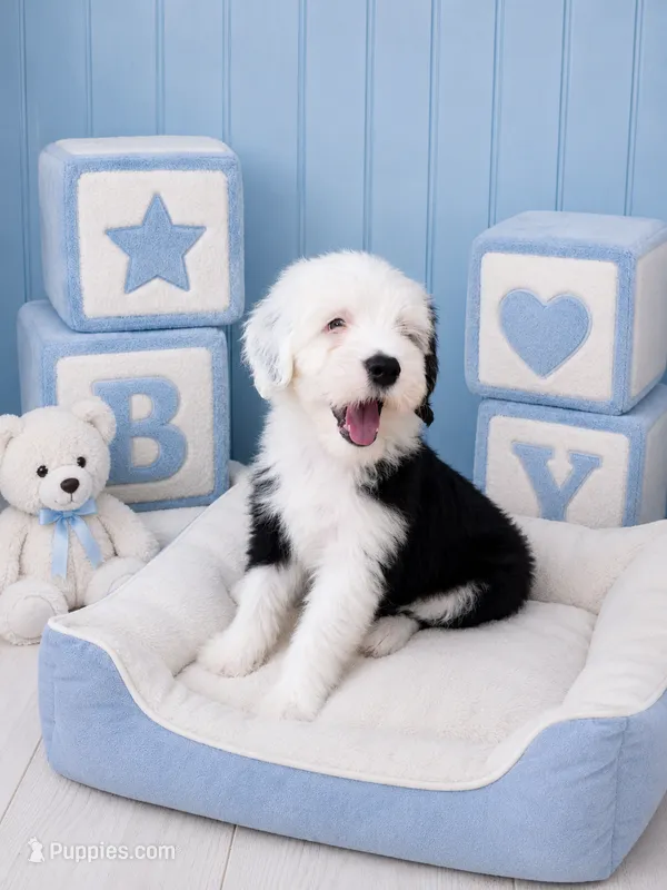 Jax💙Mini SheepaDoodle – Sheepadoodle puppy for sale in Higdon, AL