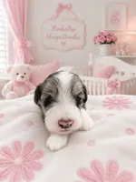 Willow, a female Sheepadoodle for sale in Higdon, AL – 4 of 10