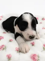Luna, a female Sheepadoodle for sale in Higdon, AL – 2 of 7