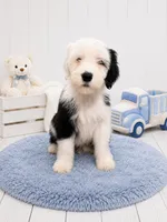 Jax💙Mini SheepaDoodle, a male Sheepadoodle for sale in Higdon, AL – 6 of 10