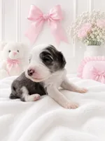 Willow, a female Sheepadoodle for sale in Higdon, AL – 3 of 10
