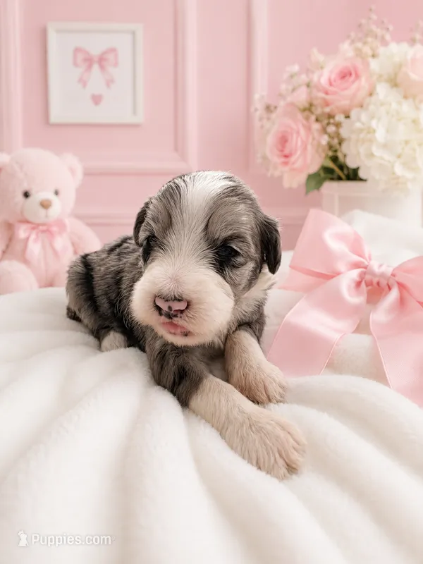 Willow – Sheepadoodle puppy for sale in Higdon, AL
