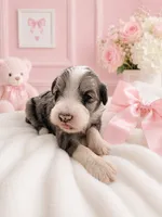 Willow, a female Sheepadoodle for sale in Higdon, AL – 2 of 10