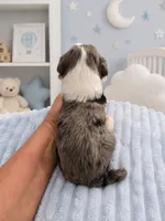 Lux, a male Sheepadoodle for sale in Higdon, AL – 6 of 10