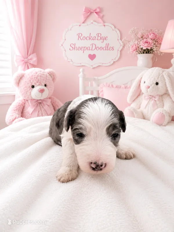 Mia – Sheepadoodle puppy for sale in Higdon, AL