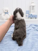 Milo (Merle) Minature, a male Sheepadoodle for sale in Higdon, AL – 10 of 10