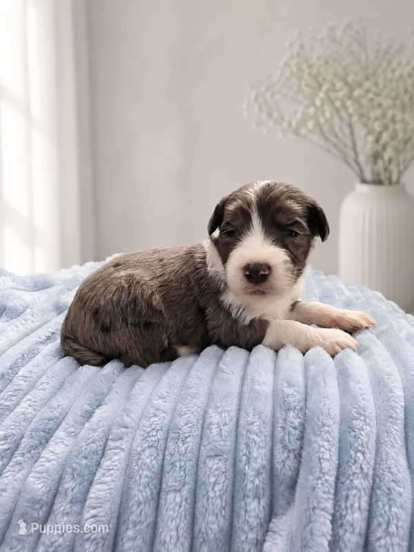 Milo – Sheepadoodle puppy for sale in Higdon, AL