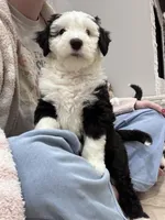 Panda, a female Sheepadoodle for sale in Higdon, AL – Photo 7 of 8