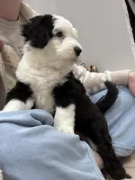 Panda, a female Sheepadoodle for sale in Higdon, AL – Photo 8 of 8