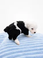 Jax 💙last boy of the litter💙, a male Sheepadoodle for sale in Higdon, AL – 3 of 8