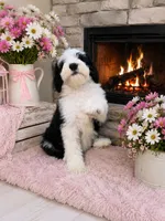 Lucy🩷Mini SheepaDoodle, a female Sheepadoodle for sale in Higdon, AL – 2 of 10