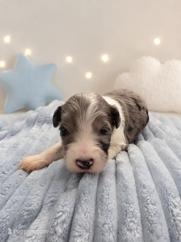 Lux – Sheepadoodle puppy for sale in Higdon, AL