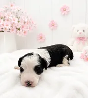 Lucy, a female Sheepadoodle for sale in Higdon, AL – 3 of 9