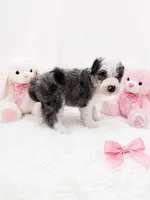 Mia (Merle Color), a female Sheepadoodle for sale in Higdon, AL – 3 of 10