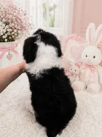 Lucy🩷Mini SheepaDoodle, a female Sheepadoodle for sale in Higdon, AL – 7 of 10