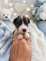 Milo (Merle) Minature, a male Sheepadoodle for sale in Higdon, AL – 7 of 10