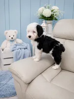 Jax💙, a male Old English Sheepdog and Poodle - Miniature  for sale in Higdon, AL – 8 of 9