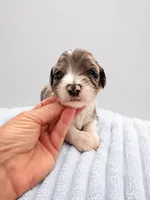 Lux, a male Sheepadoodle for sale in Higdon, AL – 4 of 10