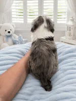 Lux (Merle Color), a male Sheepadoodle for sale in Higdon, AL – 4 of 10