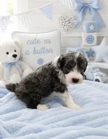 Milo (Merle) Minature, a male Sheepadoodle for sale in Higdon, AL – 2 of 10