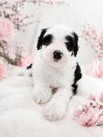 Lucy🩷Last Girl of the litter.🩷, a female Sheepadoodle for sale in Higdon, AL – 3 of 10