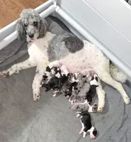 Jax, a male Sheepadoodle for sale in Higdon, AL – 6 of 8