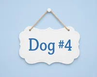 Lux, a male Sheepadoodle for sale in Higdon, AL – 10 of 10