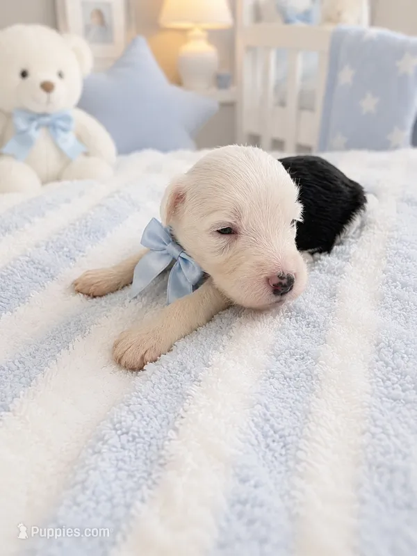Jax – Sheepadoodle puppy for sale in Higdon, AL
