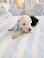 Jax, a male Sheepadoodle for sale in Higdon, AL – 1 of 8
