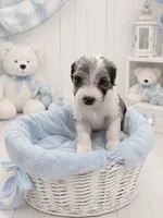 Lux (Merle Color), a male Sheepadoodle for sale in Higdon, AL – 2 of 10