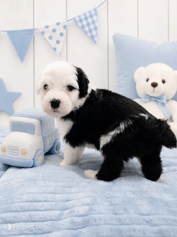 Jax – Sheepadoodle puppy on hold in Higdon, AL