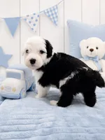 Jax 💙last boy of the litter💙, a male Sheepadoodle for sale in Higdon, AL – 1 of 8
