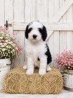 Lucy🩷Mini SheepaDoodle, a female Sheepadoodle for sale in Higdon, AL – 1 of 10
