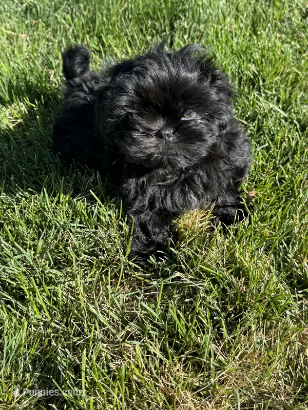 Pickles – Shih Tzu puppy for sale in Selah, WA