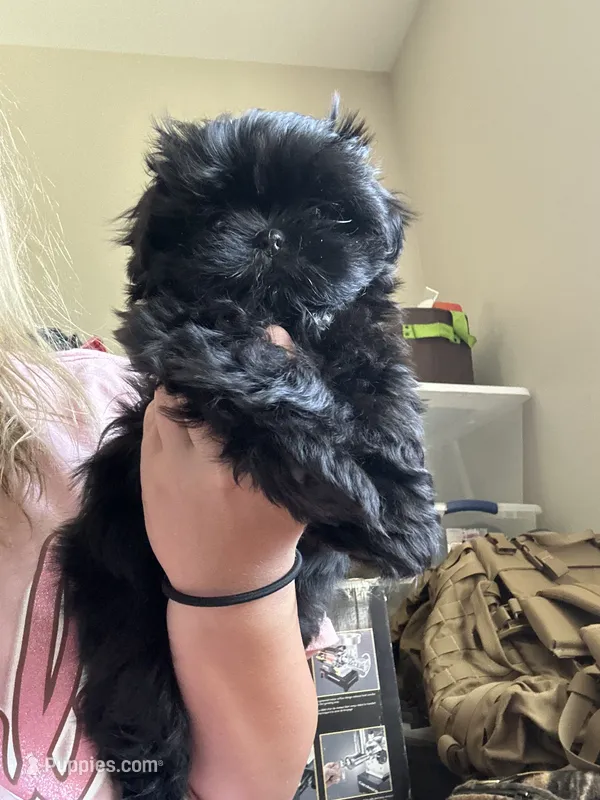 Tatar – Shih Tzu puppy for sale in Selah, WA