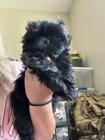Tatar, a male Shih Tzu for sale in Selah, WA – 1 of 2