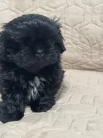 Dolly, a female Shih Tzu for sale in Selah, WA – 2 of 2
