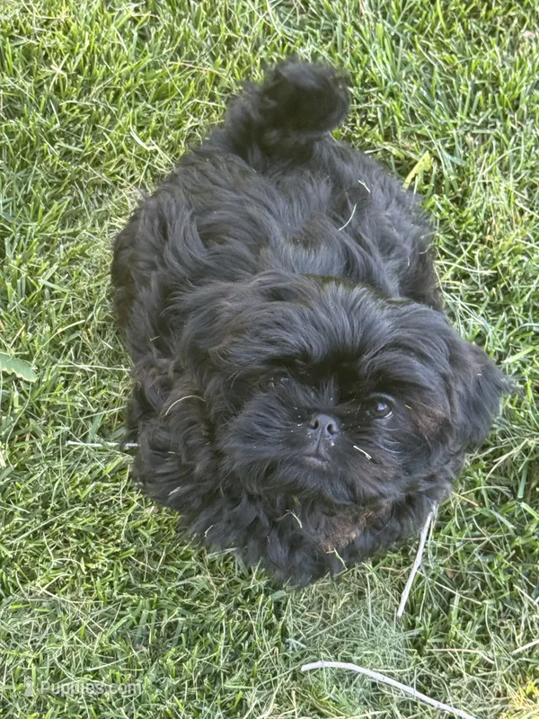 Tatar – Shih Tzu puppy for sale in Selah, WA