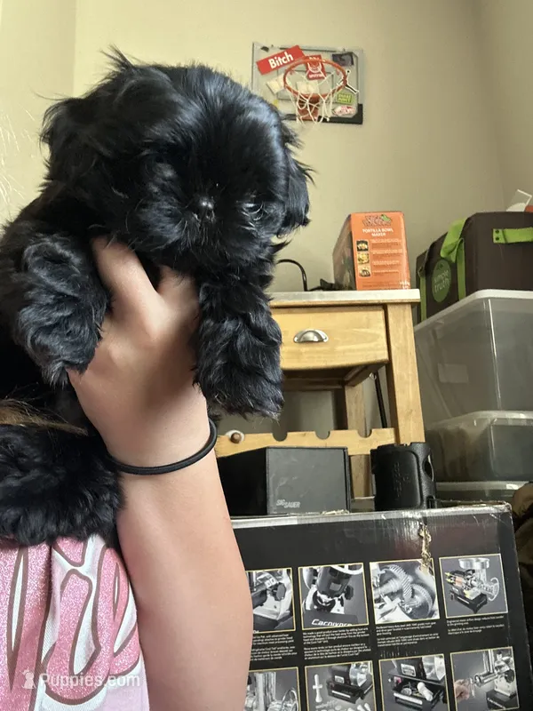 Dolly – Shih Tzu puppy for sale in Selah, WA