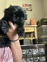 Dolly, a female Shih Tzu for sale in Selah, WA – 1 of 2