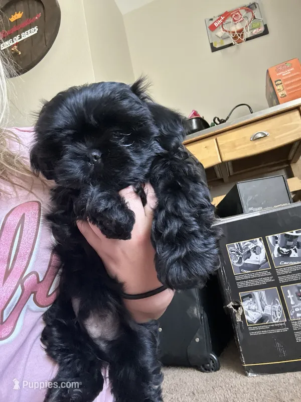 Pickles – Shih Tzu puppy for sale in Selah, WA