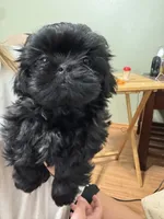 Pickles, a male Shih Tzu for sale in Selah, WA – 2 of 2